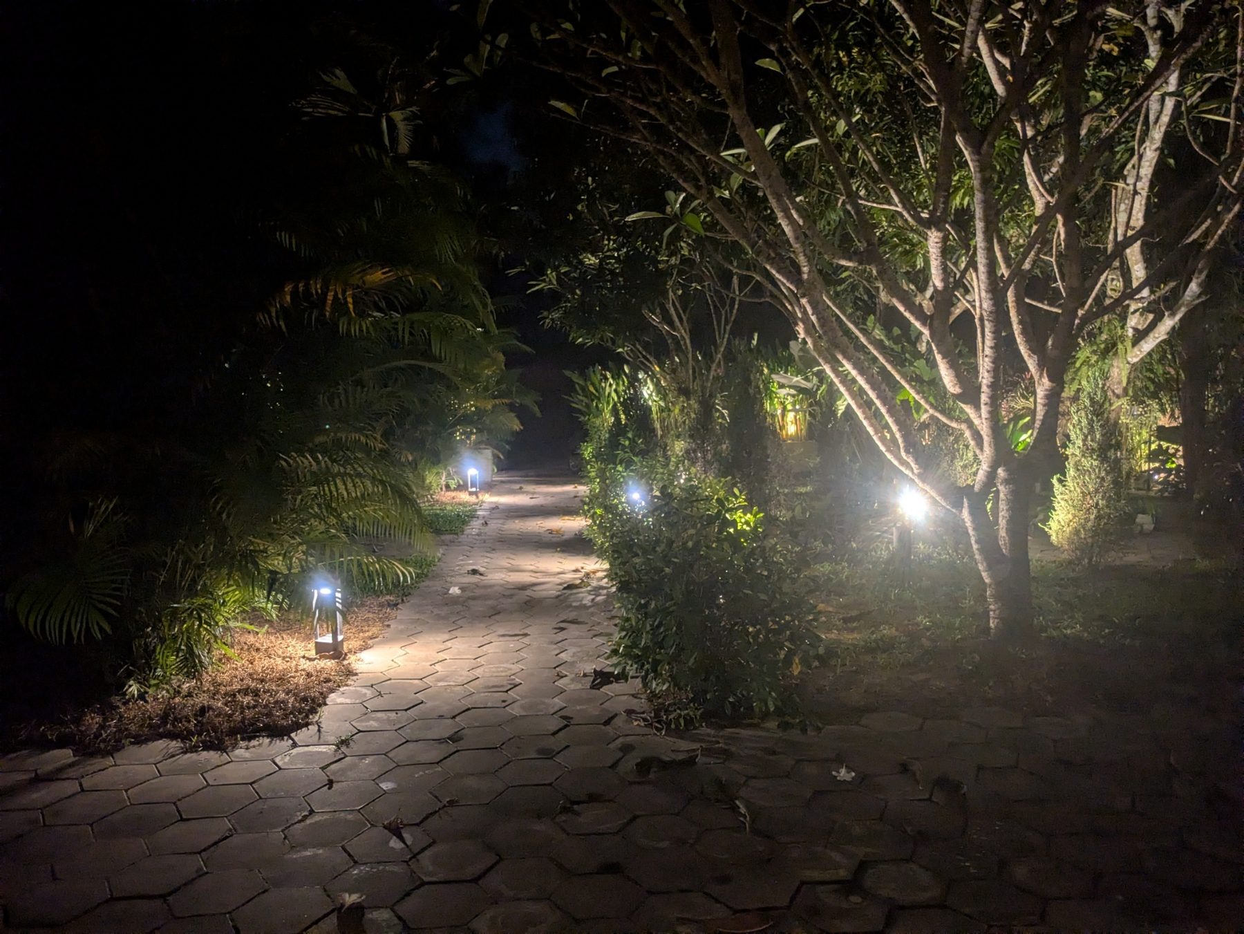 A paved garden path at night lit by bollard lights and an uplit frangipani tree, Siem Reap